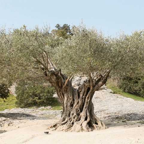 At Ancient Olives, we take great care to provide a unique and superior product and service. Our ancient and old growth olive trees have been hand selected by the partners for their historic and architectural aesthetics and value.