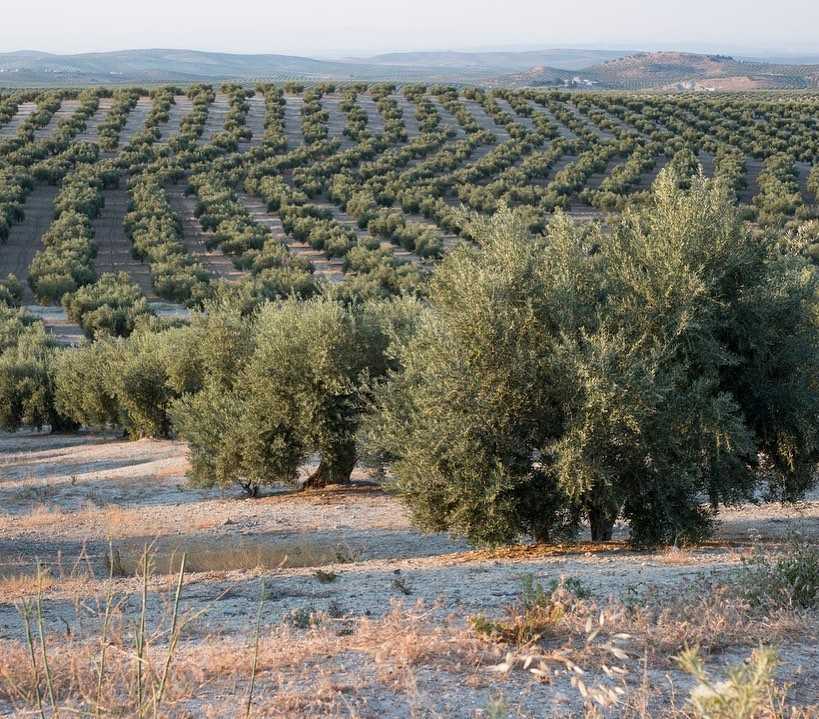 We hand select trees from only the best orchards that afforded the trees the widest growth areas. Many orchards cram their trees into as little as 10’x10’ spacing. Our olive trees have been well spaced by a height + 30% of height ration between trees which promotes a horizontal growth and character reminiscent of the Italian countryside.