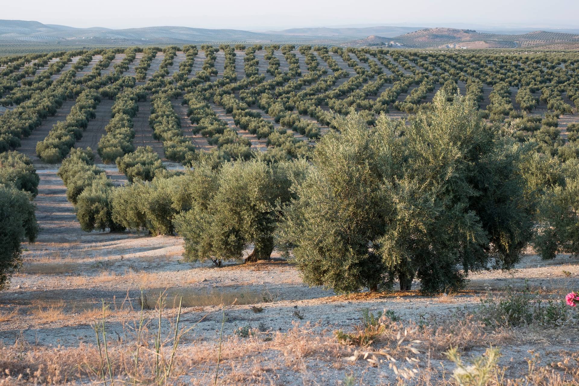 Ancient Olives