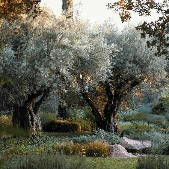 Here at Ancient Olives we have three principals when selecting olive trees:
⠀⠀⠀⠀⠀⠀⠀⠀⠀
1. They must be old growth material and must have the character and charm that represents the true historic architecture of an old or ancient growth tree
⠀⠀⠀⠀⠀⠀⠀⠀⠀
2. We hand select trees from only the best orchards that afforded the trees the widest growth areas. Many orchards cram their trees into as little as 10’x10’ spacing. Our olive trees have been well spaced by a height + 30% of height ration between trees which promotes a horizontal growth and character reminiscent of the Italian countryside.
⠀⠀⠀⠀⠀⠀⠀⠀⠀
3. They must be strong, vigorous, and appear to be free of disease or character flaws that would weaken the tree or shorten its life span. These trees will provide character to your project for decades to come.